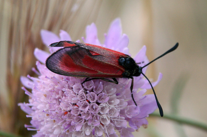 Zygaena da determinare: Z. (Mesembrynus) erythrus ♀